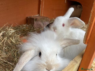 Mini Lion Lop rabbits - Advert 6