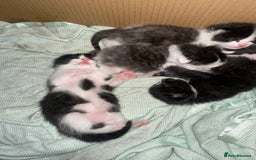 Mixed Breed cats for sale: 3 beautiful kittens available  - Image 4