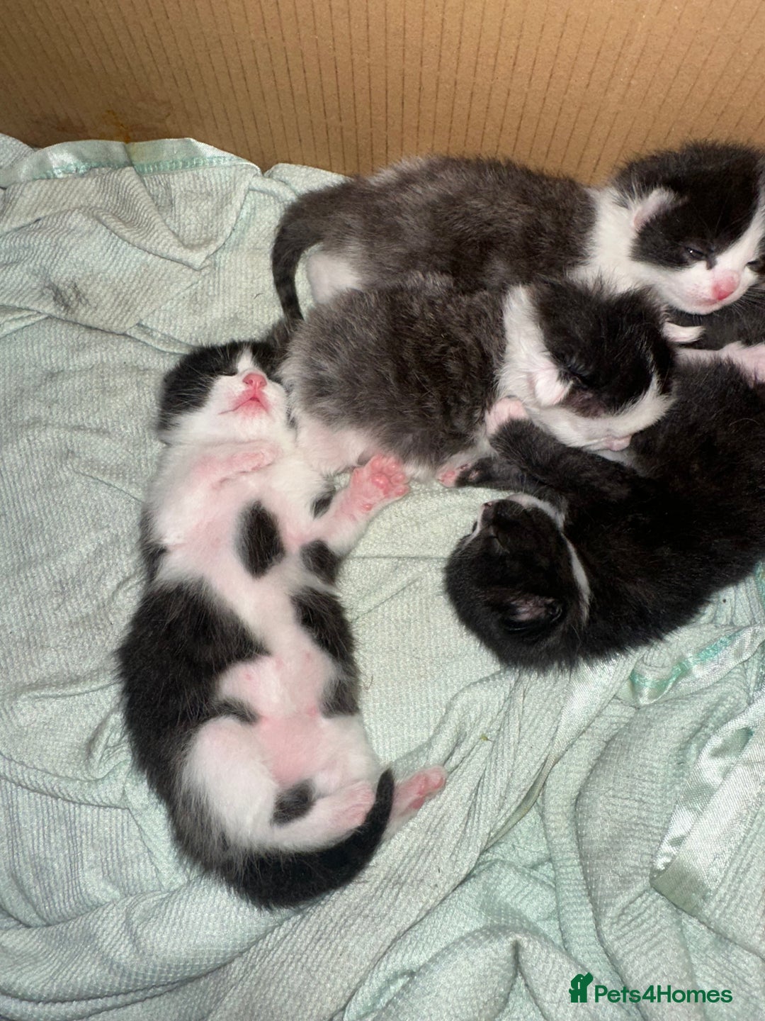 Mixed Breed cats for sale: 3 beautiful kittens available  - Image 4