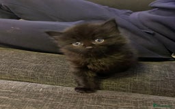 Maine Coon cats for sale: 2 Maine coon cross kittens - Advert 7