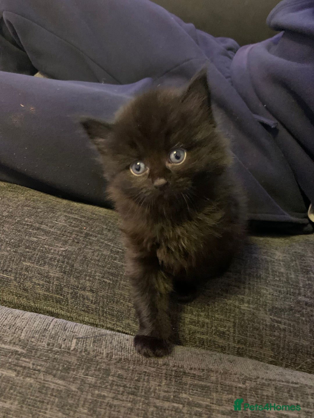 Maine Coon cats for sale: 2 Maine coon cross kittens - Advert 7