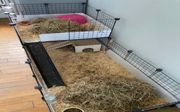 Guinea Pig rodents for sale: Female bonded trio  - Image 10