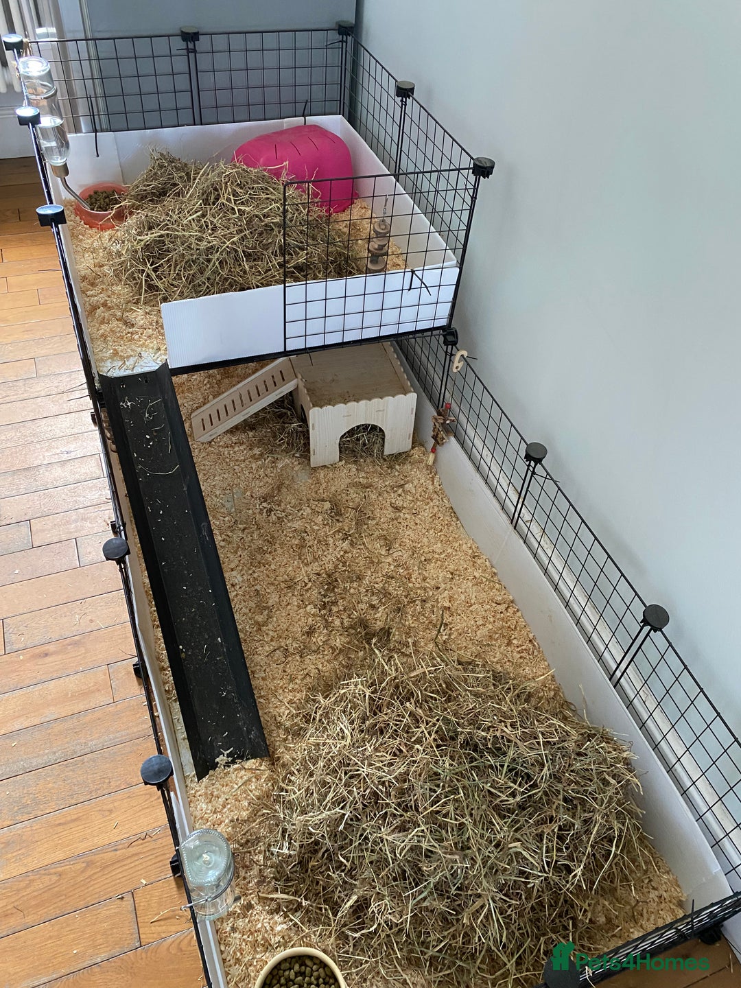 Guinea Pig rodents for sale: Female bonded trio  - Image 10