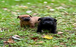Mixed Breed dogs for sale: 🖤 BOLD Patterdale X  puppies 🖤 - Image 14