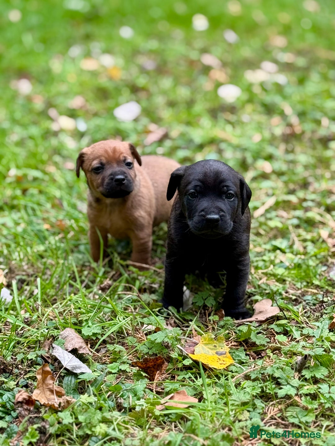 Mixed Breed dogs for sale: 🖤 BOLD Patterdale X  puppies 🖤 - Image 14