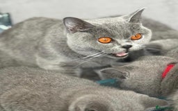 British Shorthair cats for sale: British blue shorthair  - Image 1