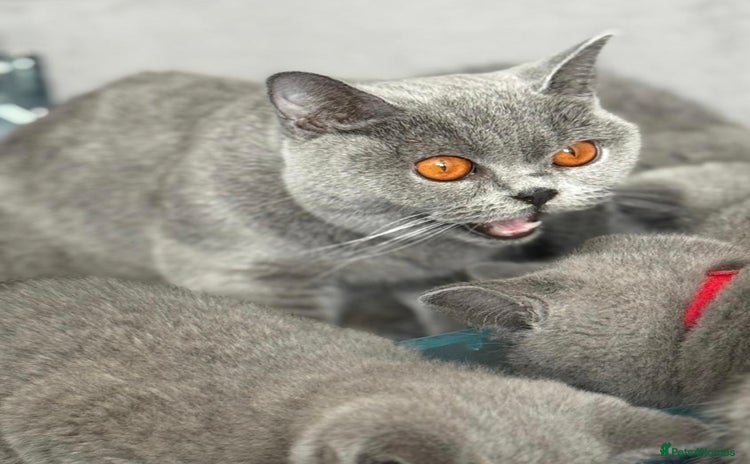 British Shorthair cats - Advert 8