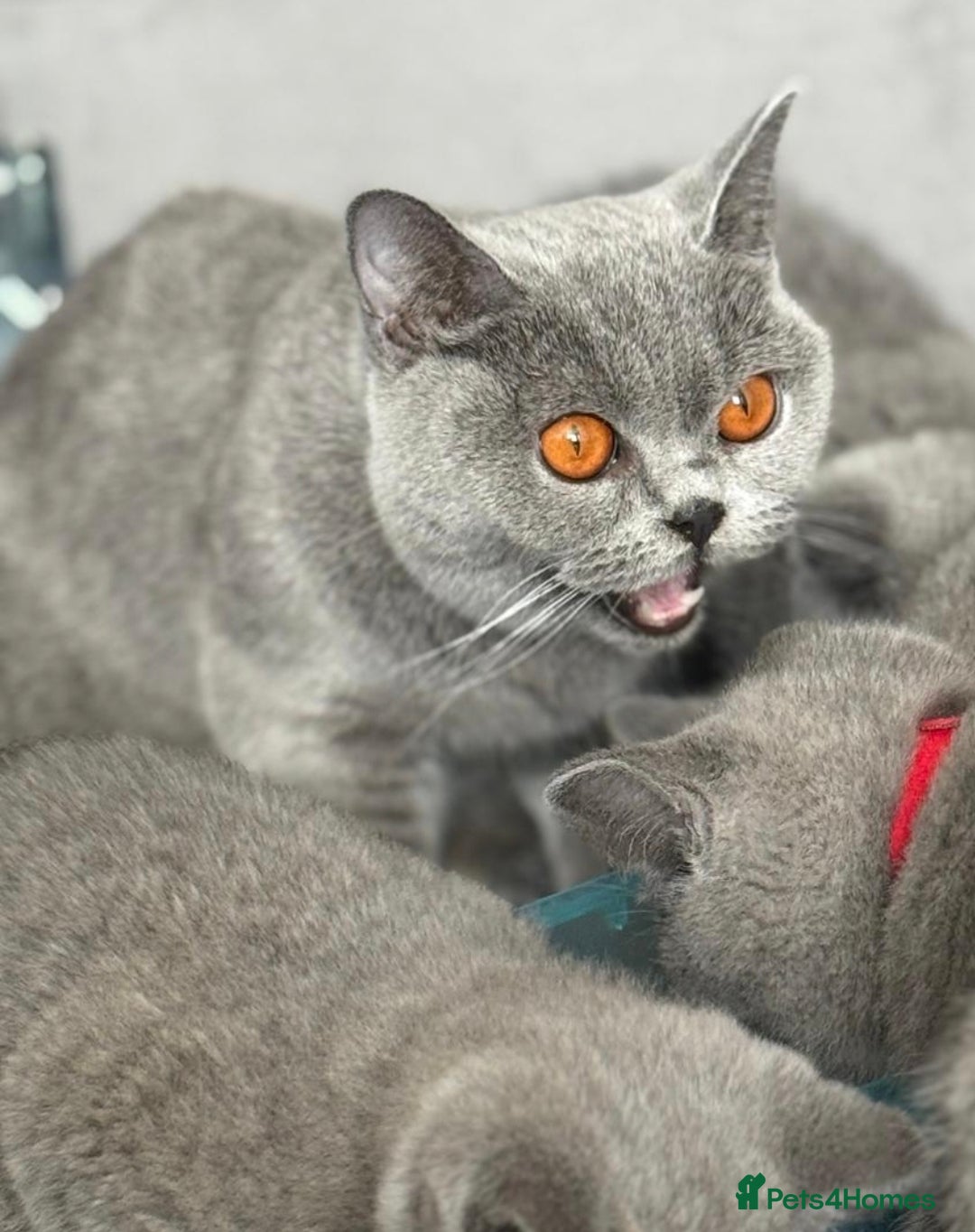 British Shorthair cats for sale: British blue shorthair  - Image 1