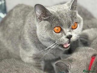 British Shorthair cats - Advert 36