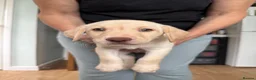 Labrador Retriever dogs for sale: Labrador Retriever Puppies For Sale - Advert 8