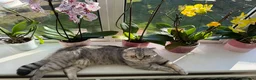 Scottish Fold cats for sale: Scottish fold , British shorthair  - Advert 2