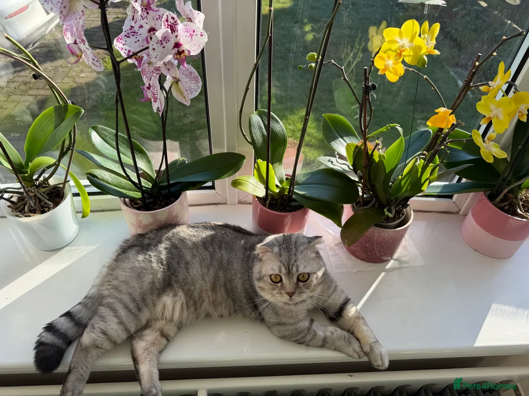 Scottish Fold cats for sale: Scottish fold , British shorthair  - Advert 2