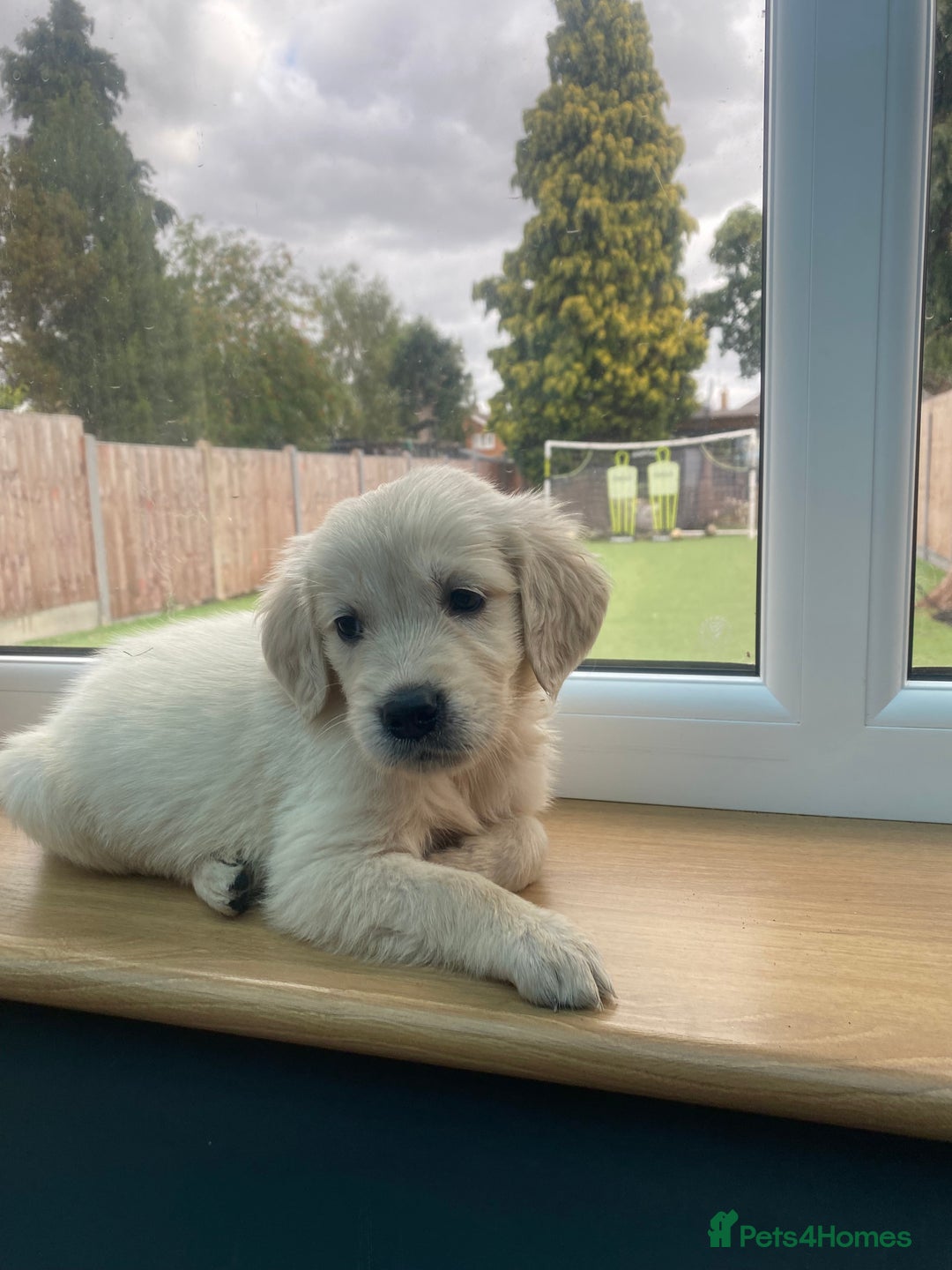 Golden Retriever dogs for sale: KC REGISTERED ®️ GOLDEN RETRIEVER PUPPIES 🐶 ❤️ - Image 3