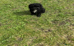 Cockapoo dogs for sale: AMERICAN COCKAPOO PUPPIES FOR SALE  - Image 8