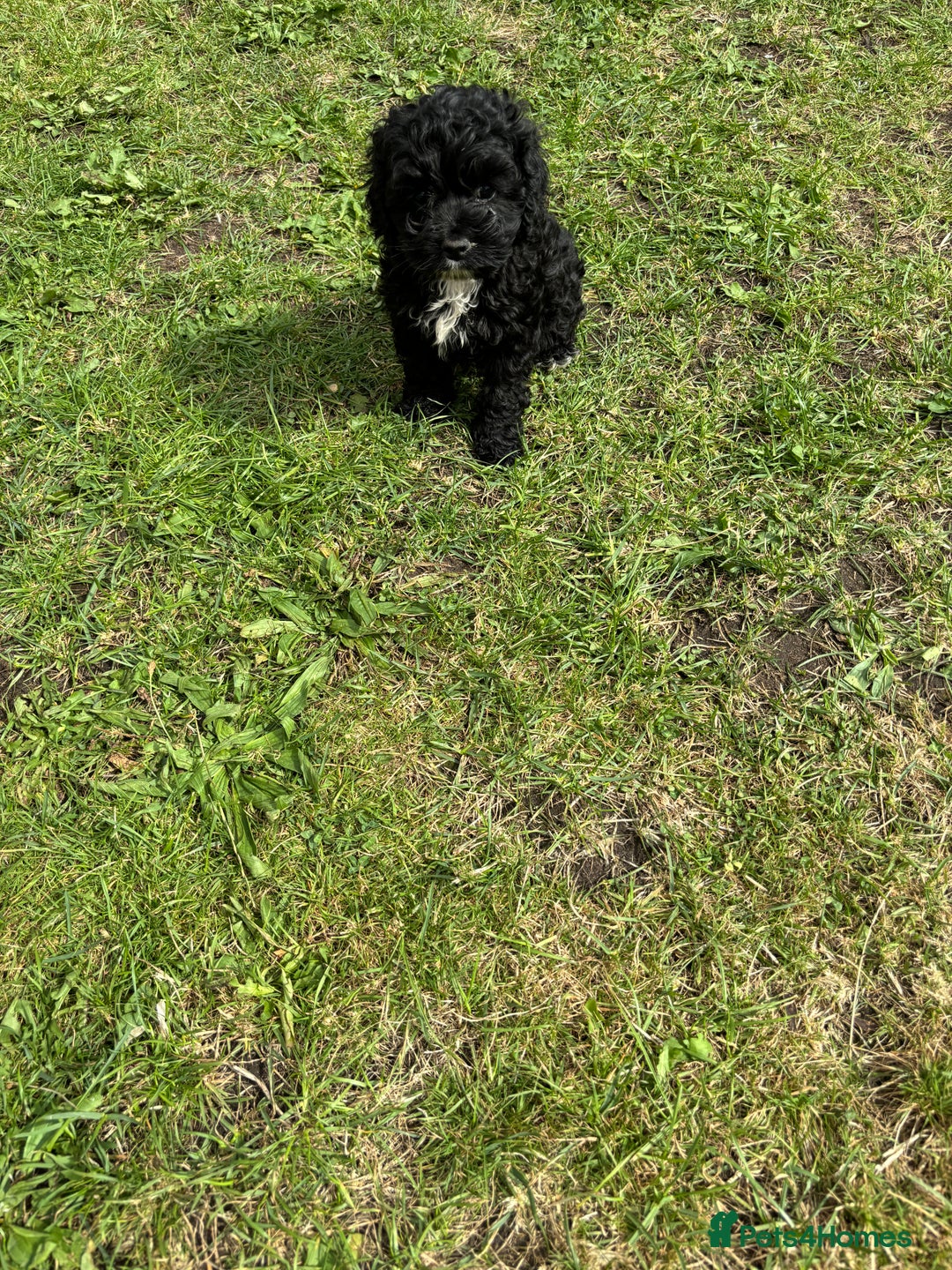 Cockapoo dogs for sale: AMERICAN COCKAPOO PUPPIES FOR SALE  - Image 8