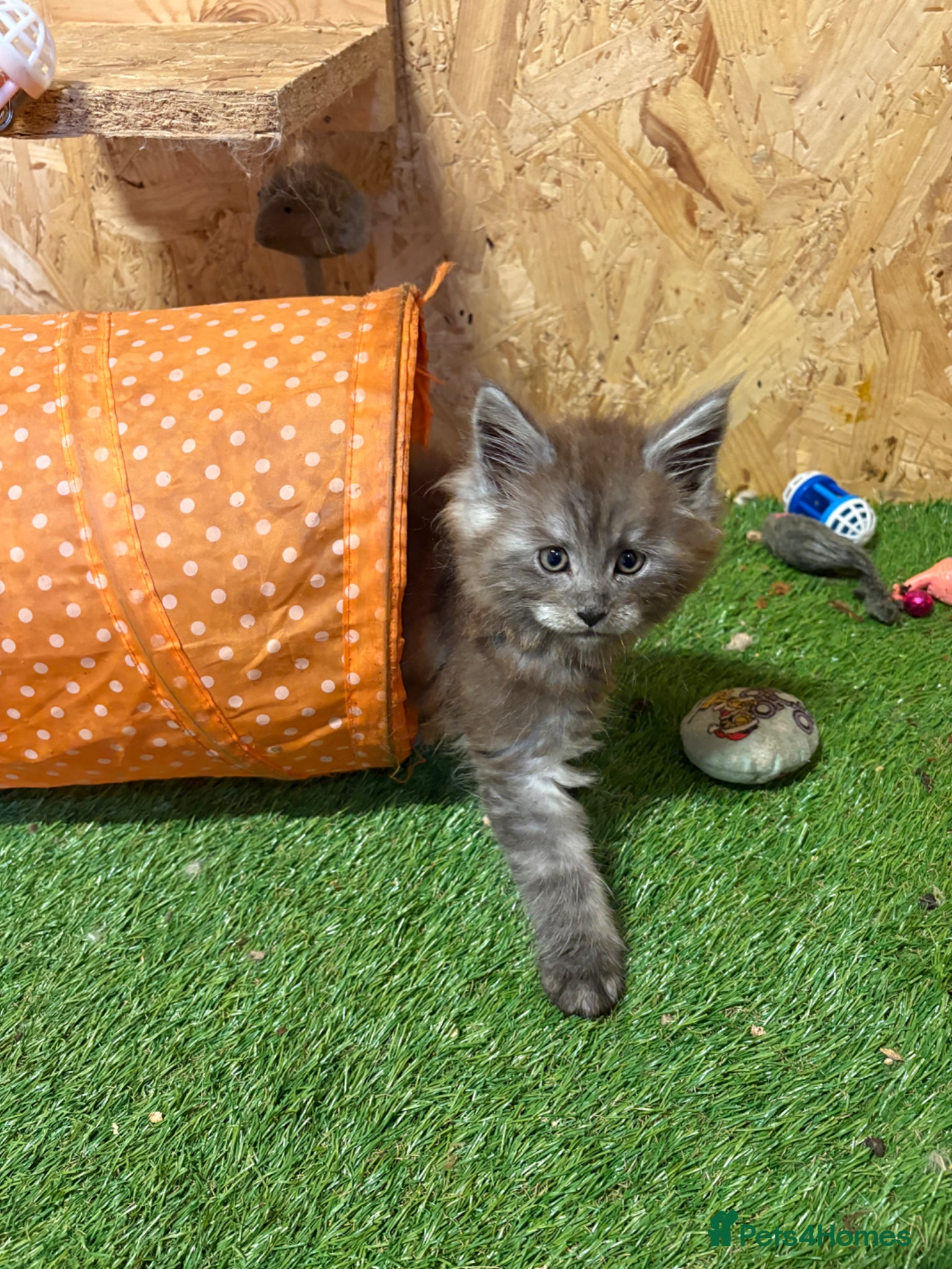 Maine Coon cats Main coon kittens  - Advert 1