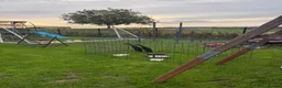 Ducks poultry for sale: Pure Black Male Indian Runners - Advert 3