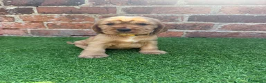 Cocker Spaniel yellow