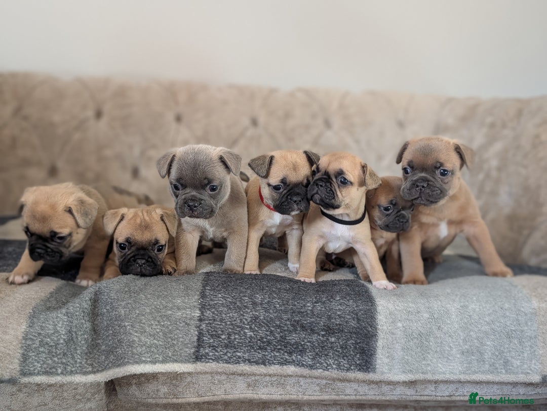 French Bulldog dogs for sale: French bulldog puppy's  - Image 1