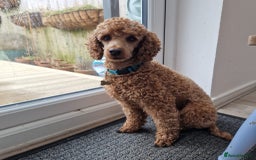 Miniature Poodle dogs for stud: ✅️DNA Test Red KC Miniature Poodle Stud Manchester in Manchester - Image 3
