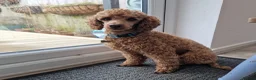 Miniature Poodle dogs for stud: ✅️DNA Test Red KC Miniature Poodle Stud Manchester in Manchester - Advert 3