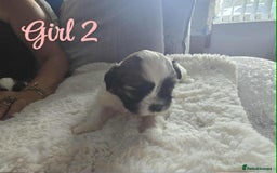 Lhasa Apso dogs for sale: Stunning Lhasa apso pups - Image 6