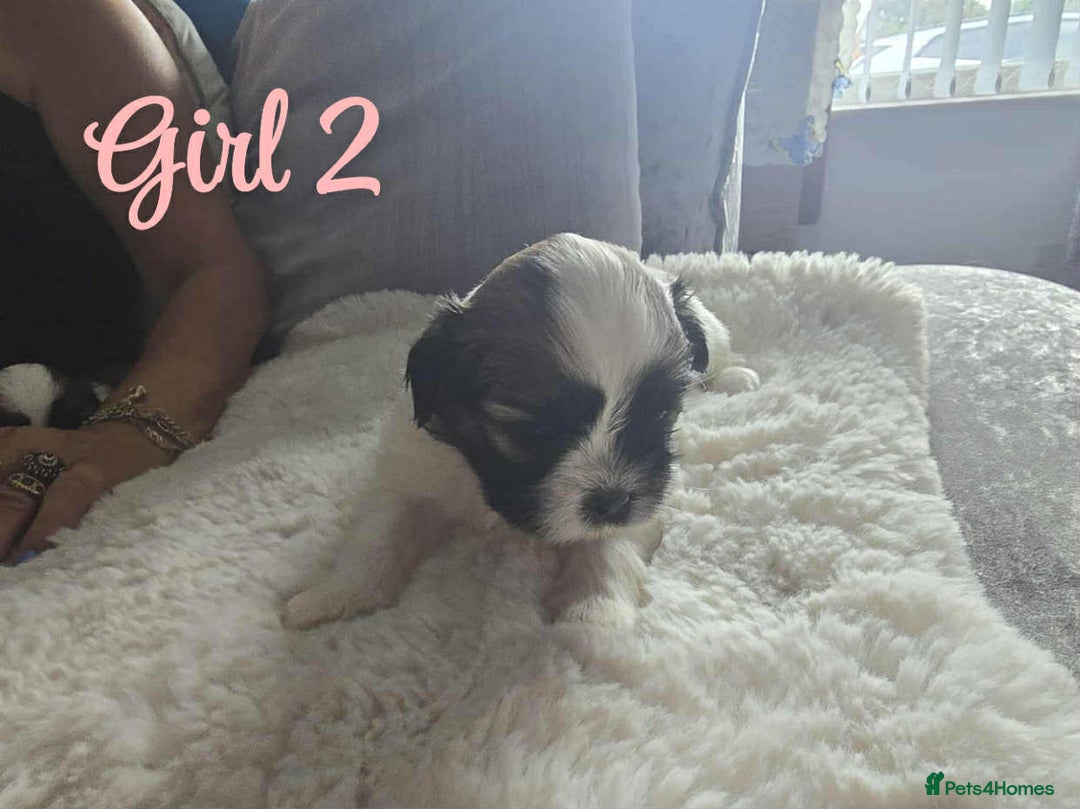 Lhasa Apso dogs for sale: Stunning Lhasa apso pups - Image 6