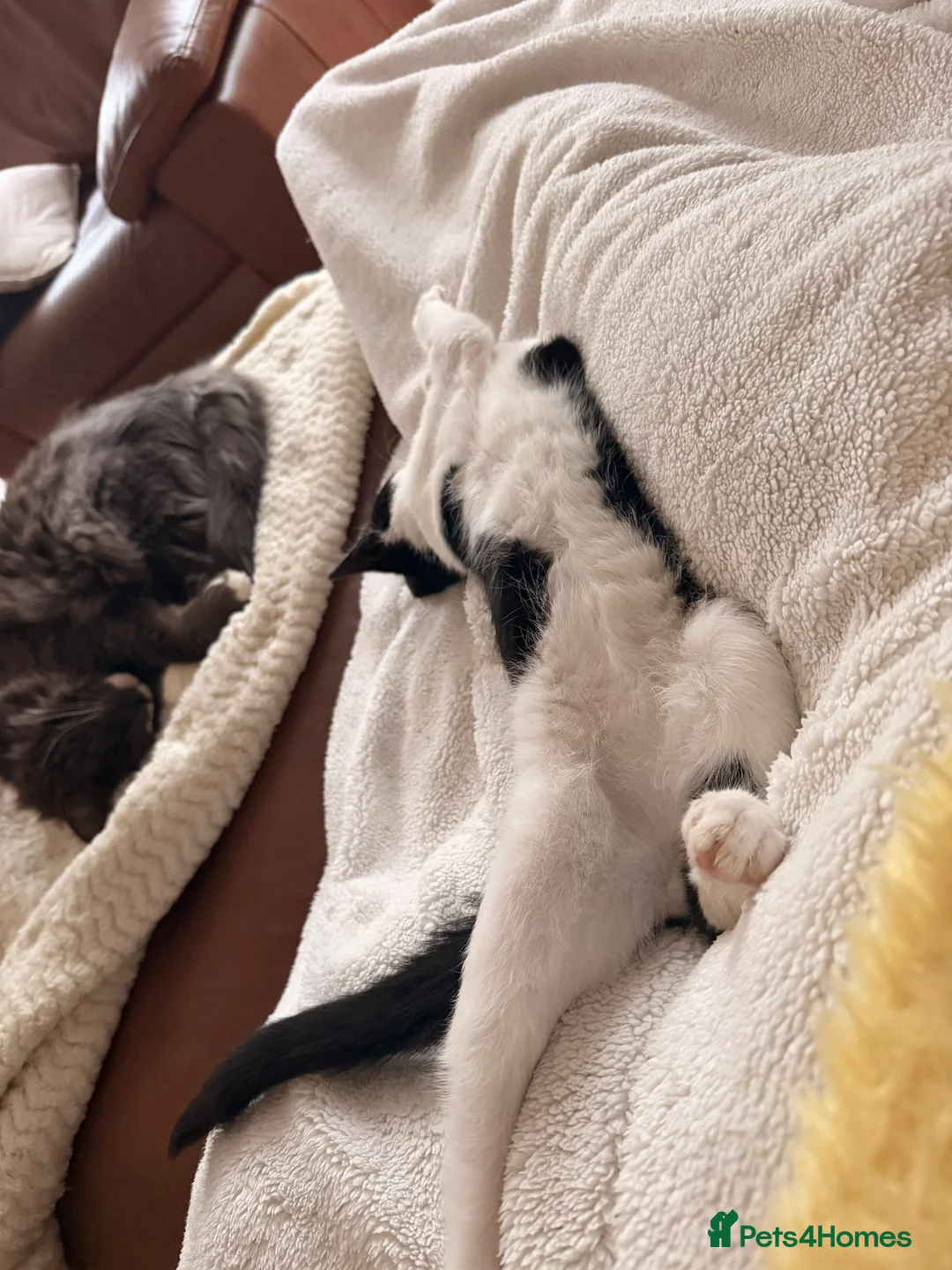 Mixed Breed cats for sale: Socks - Advert 7