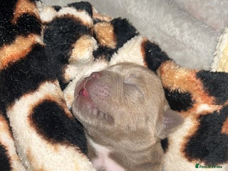 American Bully dogs Nano Bully - Advert 2