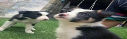 Border Collie dogs for sale: PURE-BRED BORDER COLLIE PUPS  - Advert 8