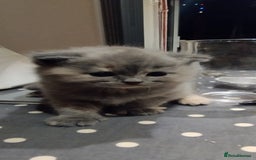 Mixed Breed cats for sale: One boy and 2 girls looking for home - Image 12