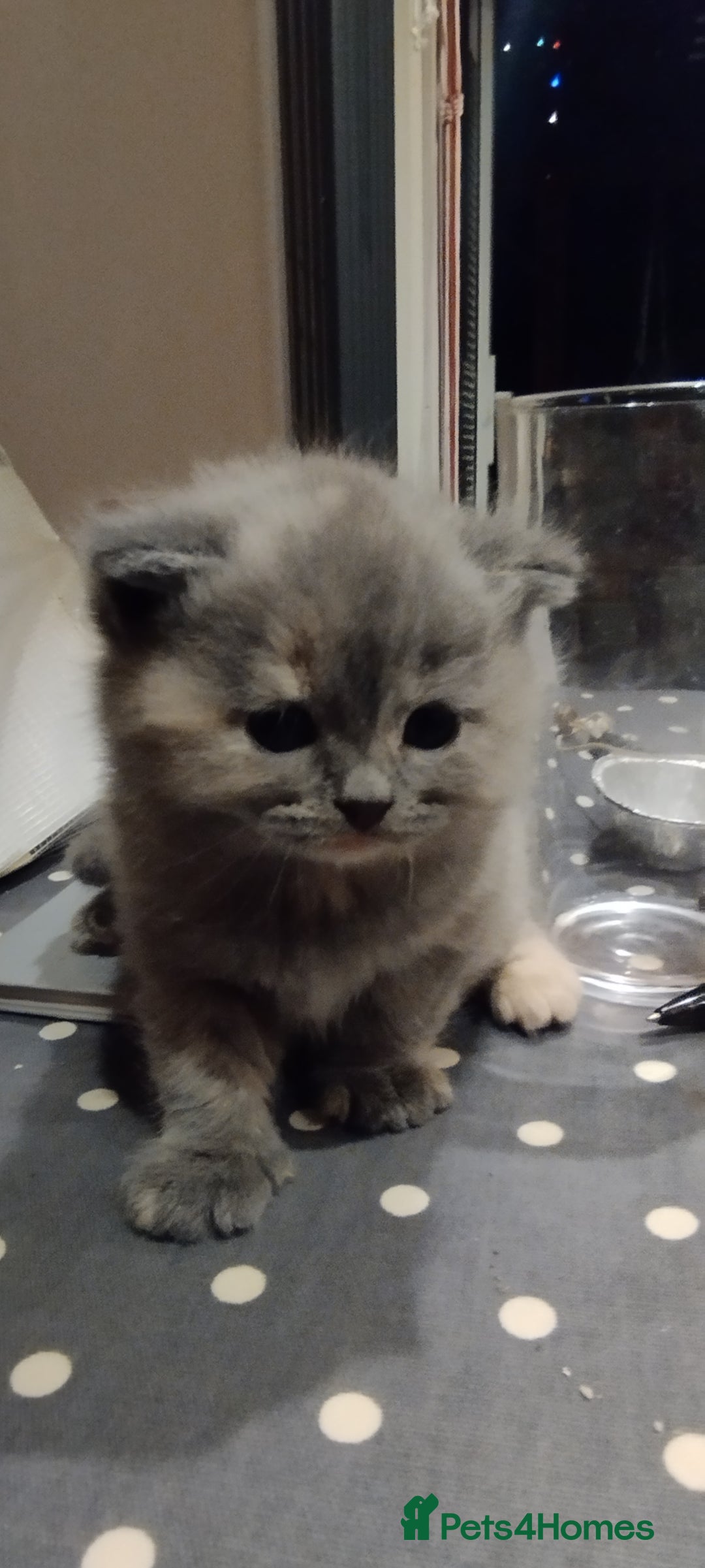 Mixed Breed cats for sale: One boy and 2 girls looking for home - Image 12