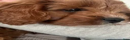 Cavapoo dogs for sale: Beautiful F1 Cavapoos - Advert 5