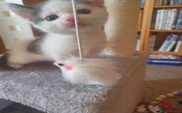 Mixed Breed cats for sale: 2 Beautiful Little Kittens - Image 4