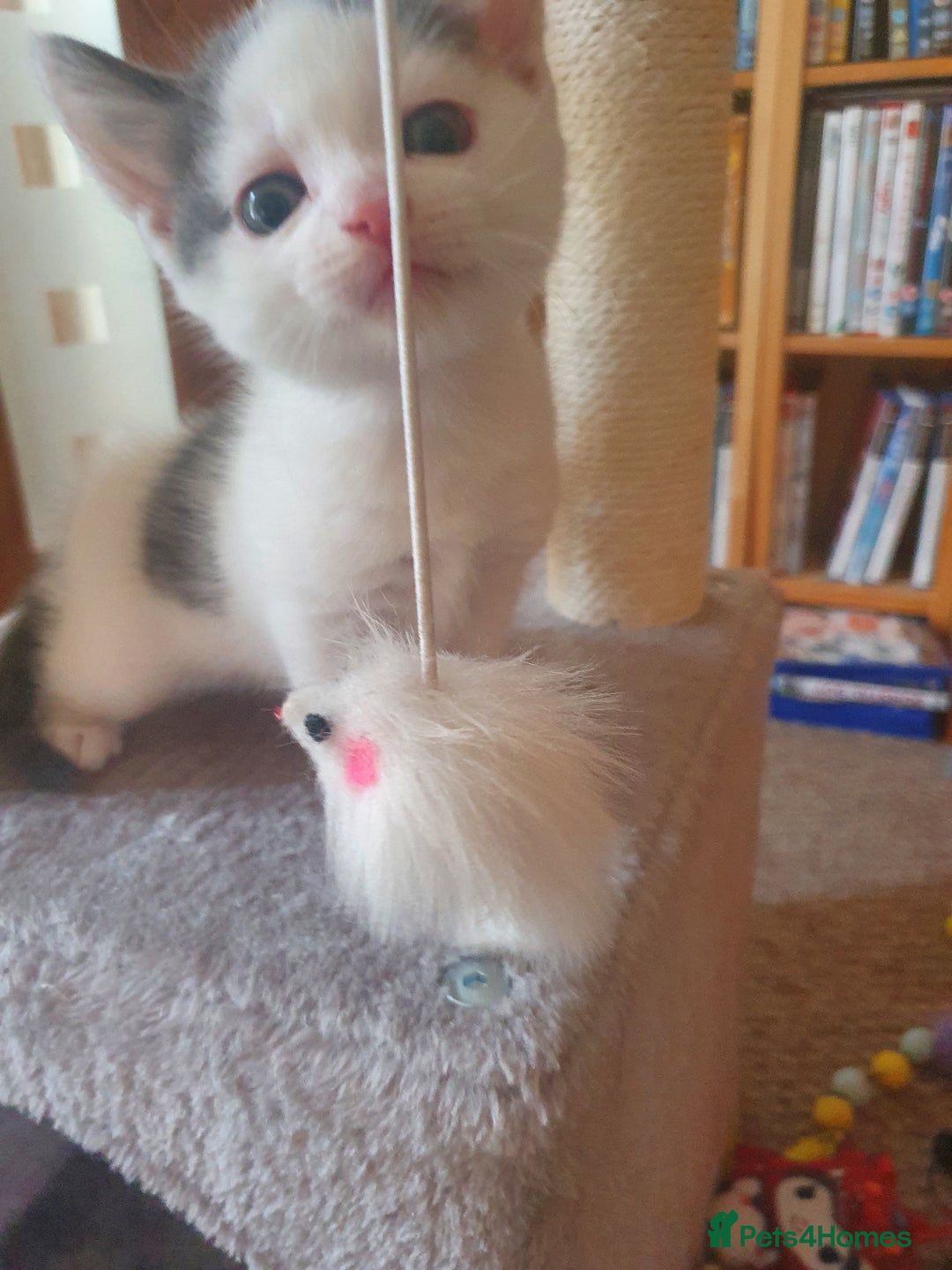 Mixed Breed cats for sale: 2 Beautiful Little Kittens - Image 4
