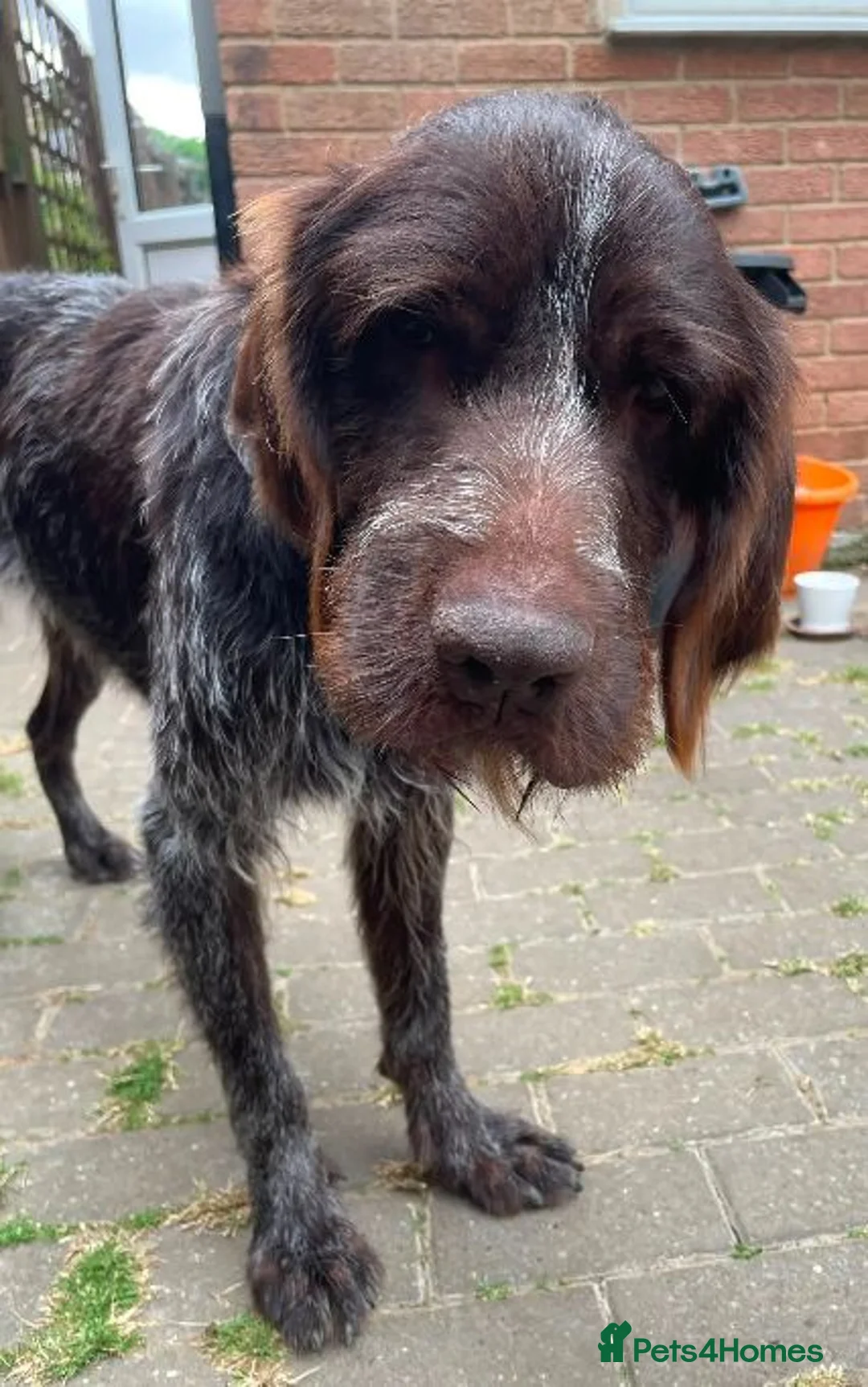 German Wirehaired Pointer dogs for adoption: Lalo  in Northampton - Advert 13