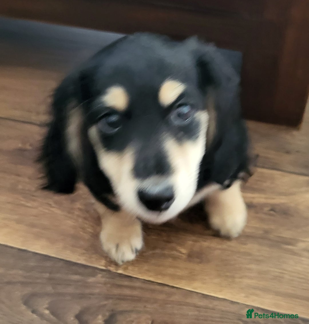 Miniature Dachshund dogs for sale: KC Black and Cream  ready now - Image 22