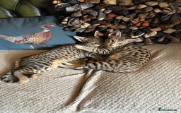 Savannah cats for sale: Savannah F4 girl kittens - Image 16