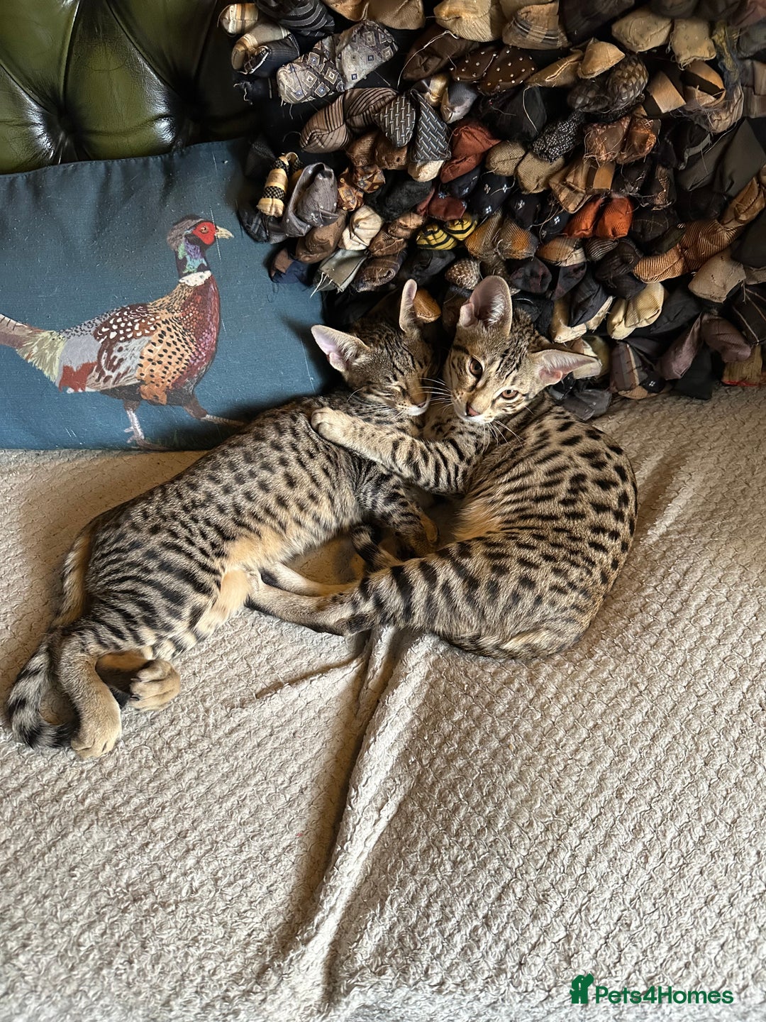 Savannah cats for sale: Savannah F4 girl kittens - Image 16