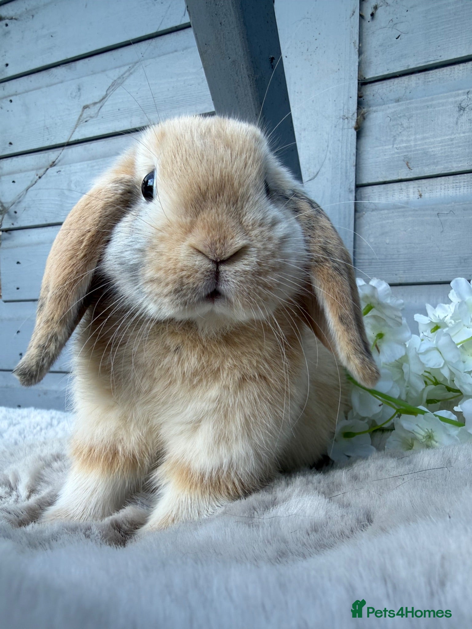 Mini Lop rabbits Stunning mini lop rabbits - Advert 2