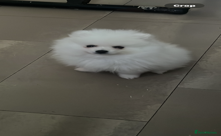 Pomeranian dogs in Saffron Walden - Advert 10