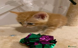 Mixed Breed cats for sale: Mixed Himalayan - Image 15