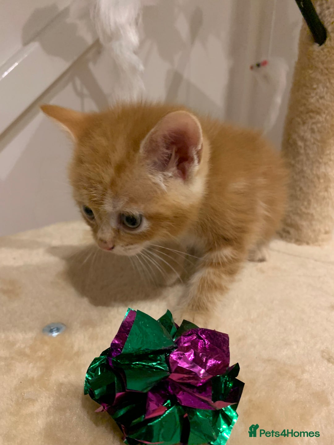 Mixed Breed cats for sale: Mixed Himalayan - Image 15