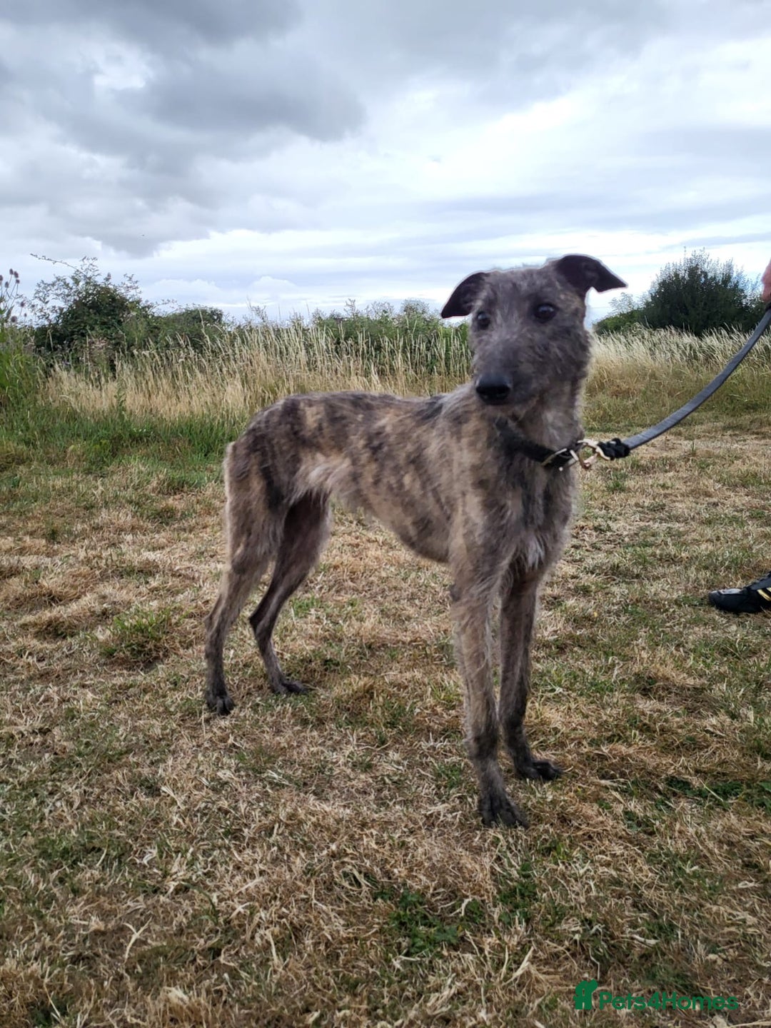 Lurcher dogs for sale: Beautiful Lurcher girl for sale  - Image 2