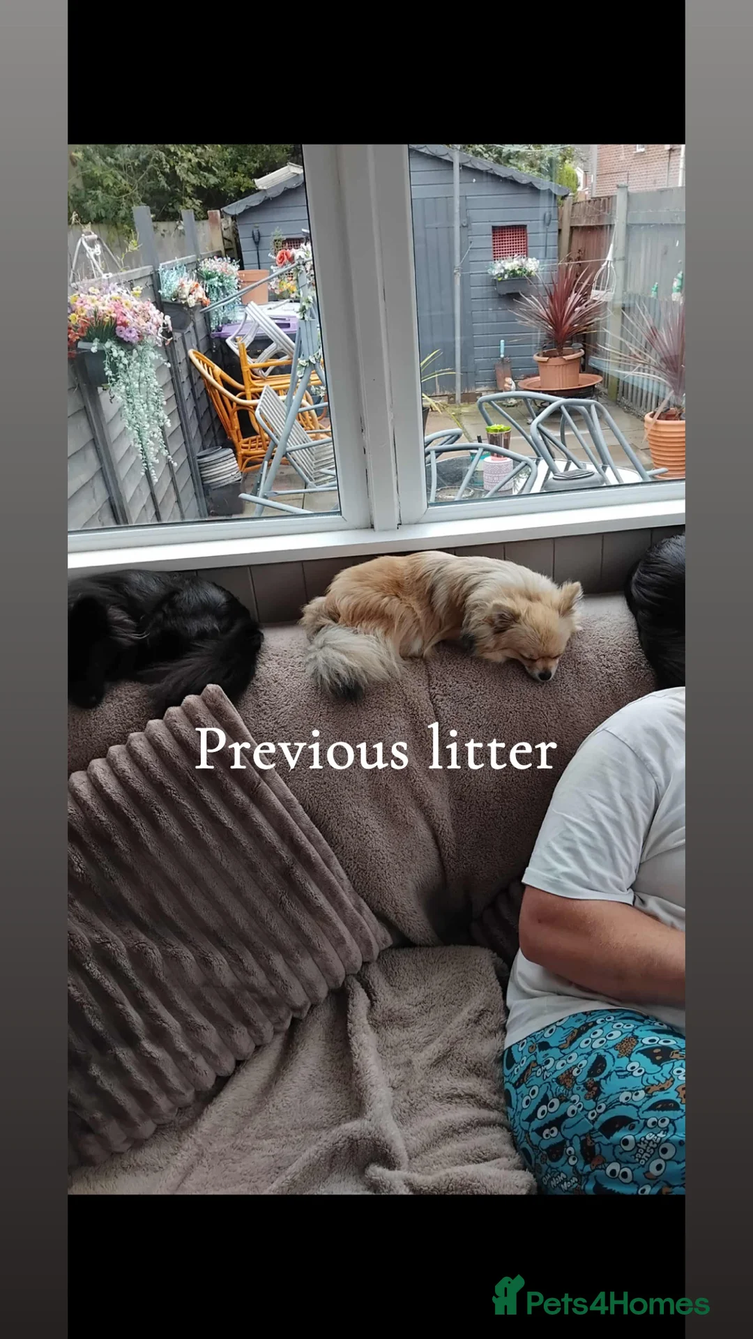 Pomchi dogs for sale: 🎀Pomchi puppies🎀 - Advert 11