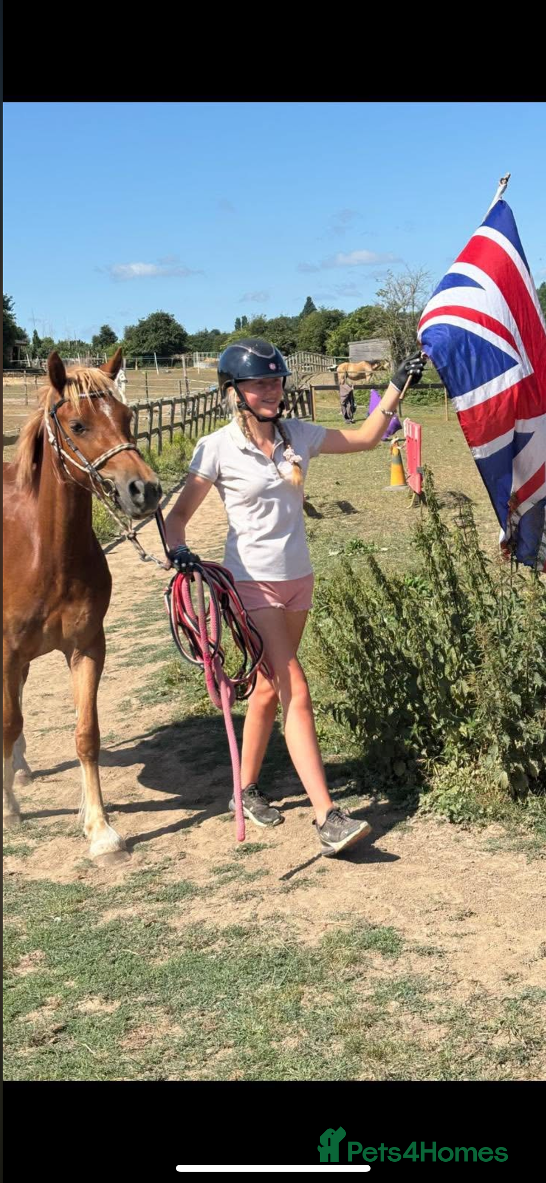 Welsh Section B horses for sale: ELSA🧡 - Advert 17