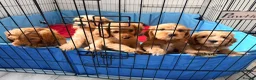 Cavapoo dogs for sale: Cavapoos puppies for sale  - Advert 16