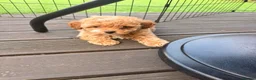 Maltipoo dogs for sale: Asian Toy Maltipoo - Advert 1