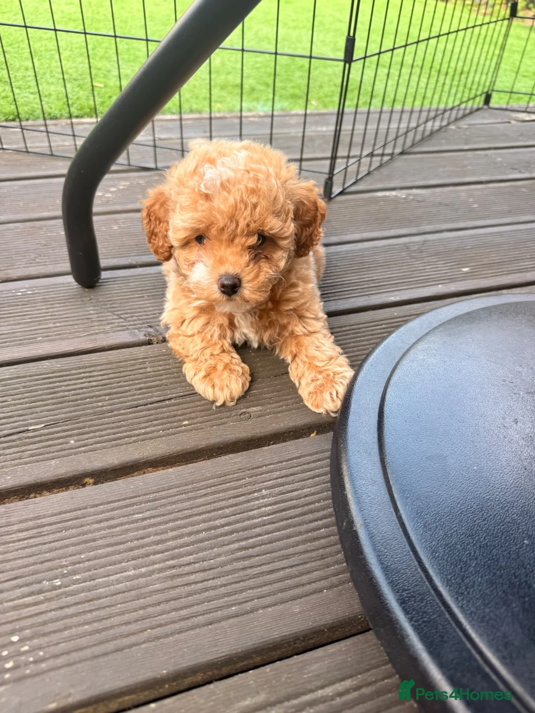 Maltipoo dogs for sale: Asian Toy Maltipoo - Advert 1