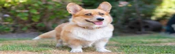 Welsh Corgi Pembroke dogs for sale: Beautiful Welsh Pembroke corgi female  - Advert 13